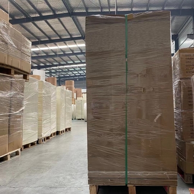 Biodegradable 800mm Flat Paper Cup Sheet 230 Gram 100 Virgin Wood Pulp